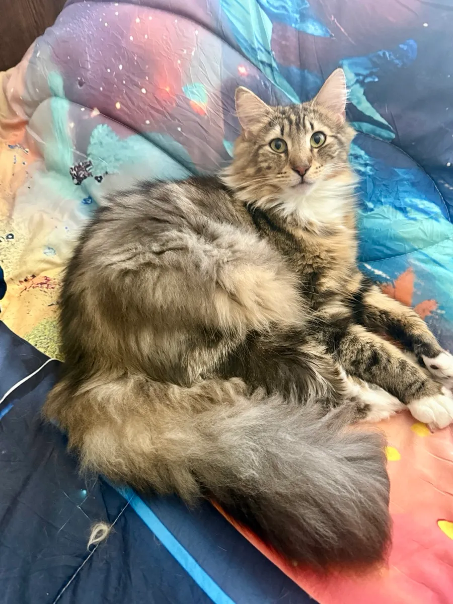 Freya, Norwegian Forest Cat queen, sitting at home