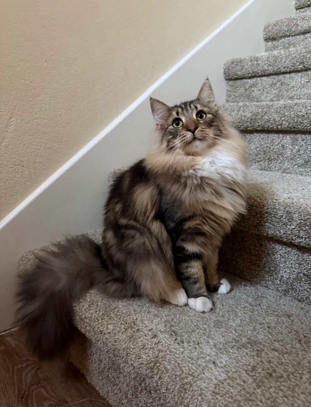 Freya, Norwegian Forest Cat queen, portrait on the stairs