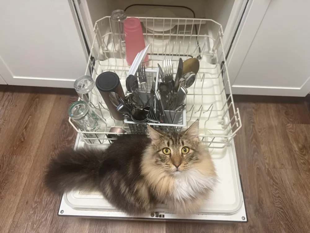 Freya, Norwegian Forest Cat queen, relaxing