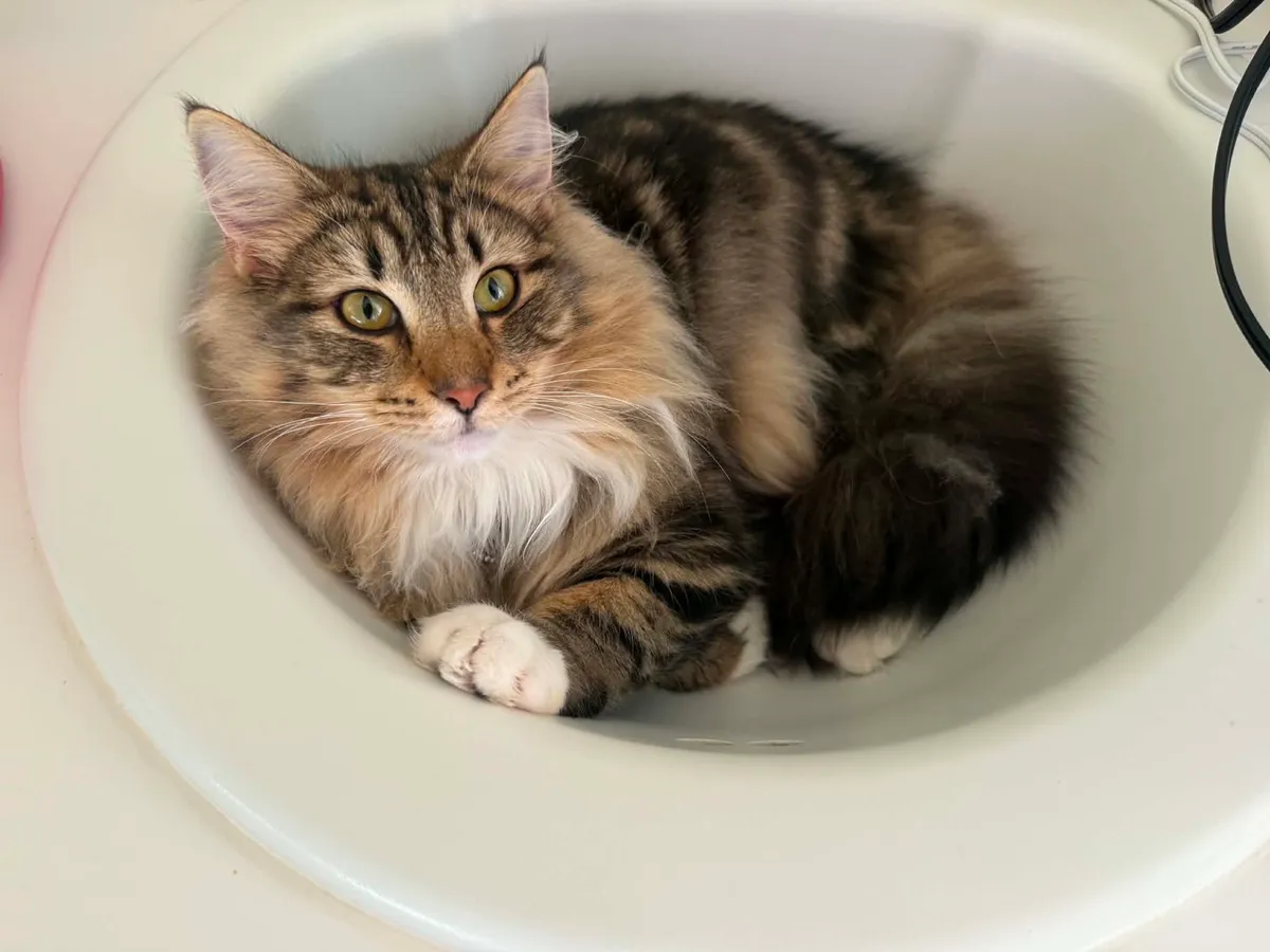 Freya's Felines Norwegian Forest Cat in Westminster near Denver, Colorado