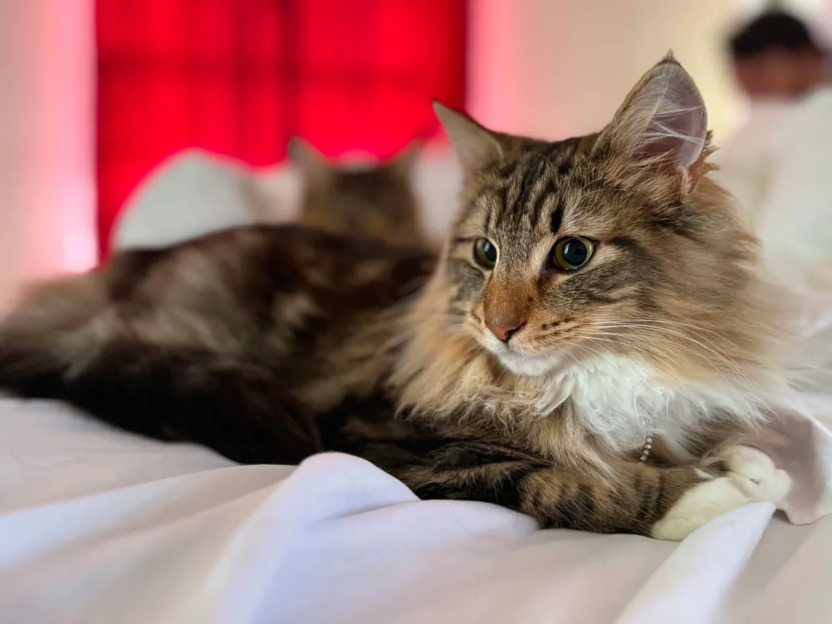 Norwegian Forest Cat from Freya's Felines cattery in Colorado
