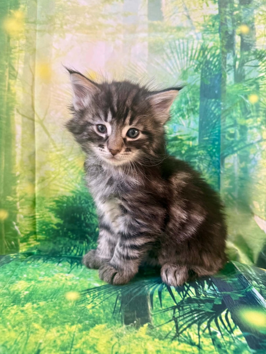 Kitten 2 · Male — Norwegian Forest kitten at Freya's Felines