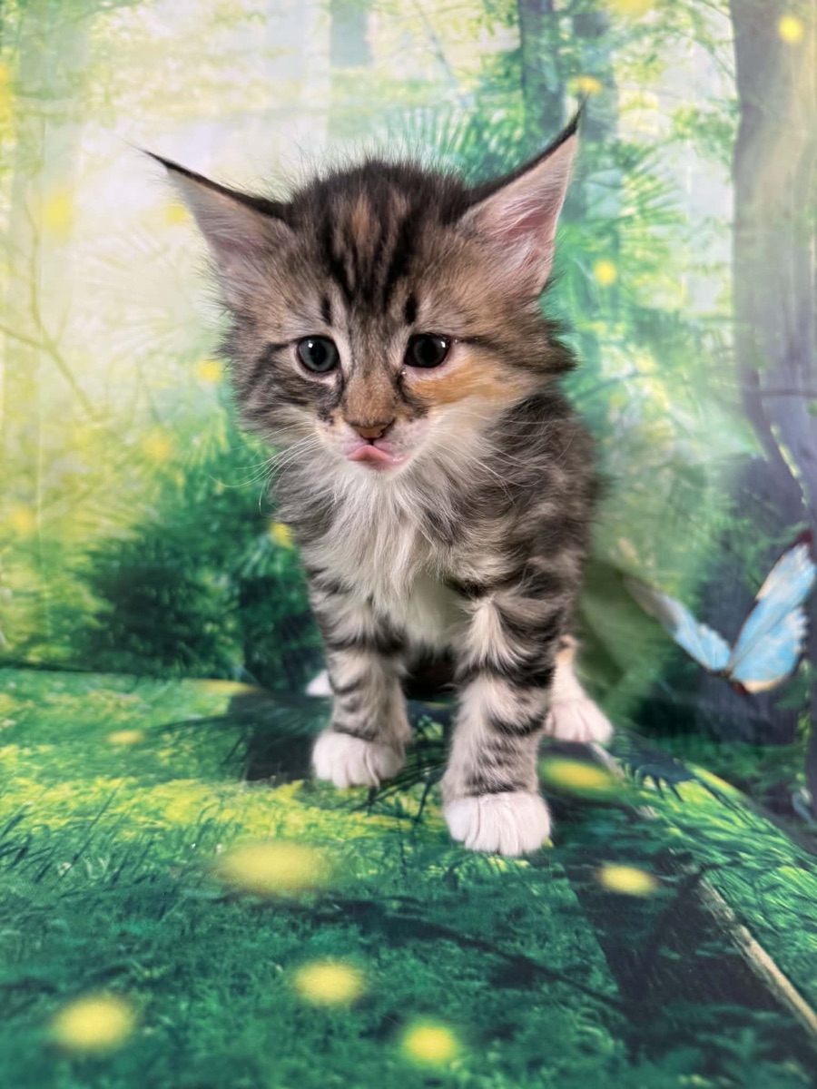 Kitten 1 · Female — Norwegian Forest kitten at Freya's Felines