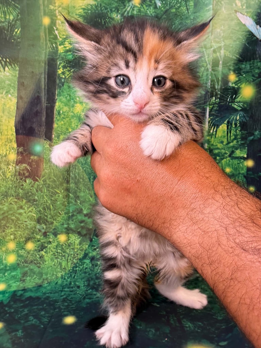 Kitten 3 · Female — Norwegian Forest kitten at Freya's Felines