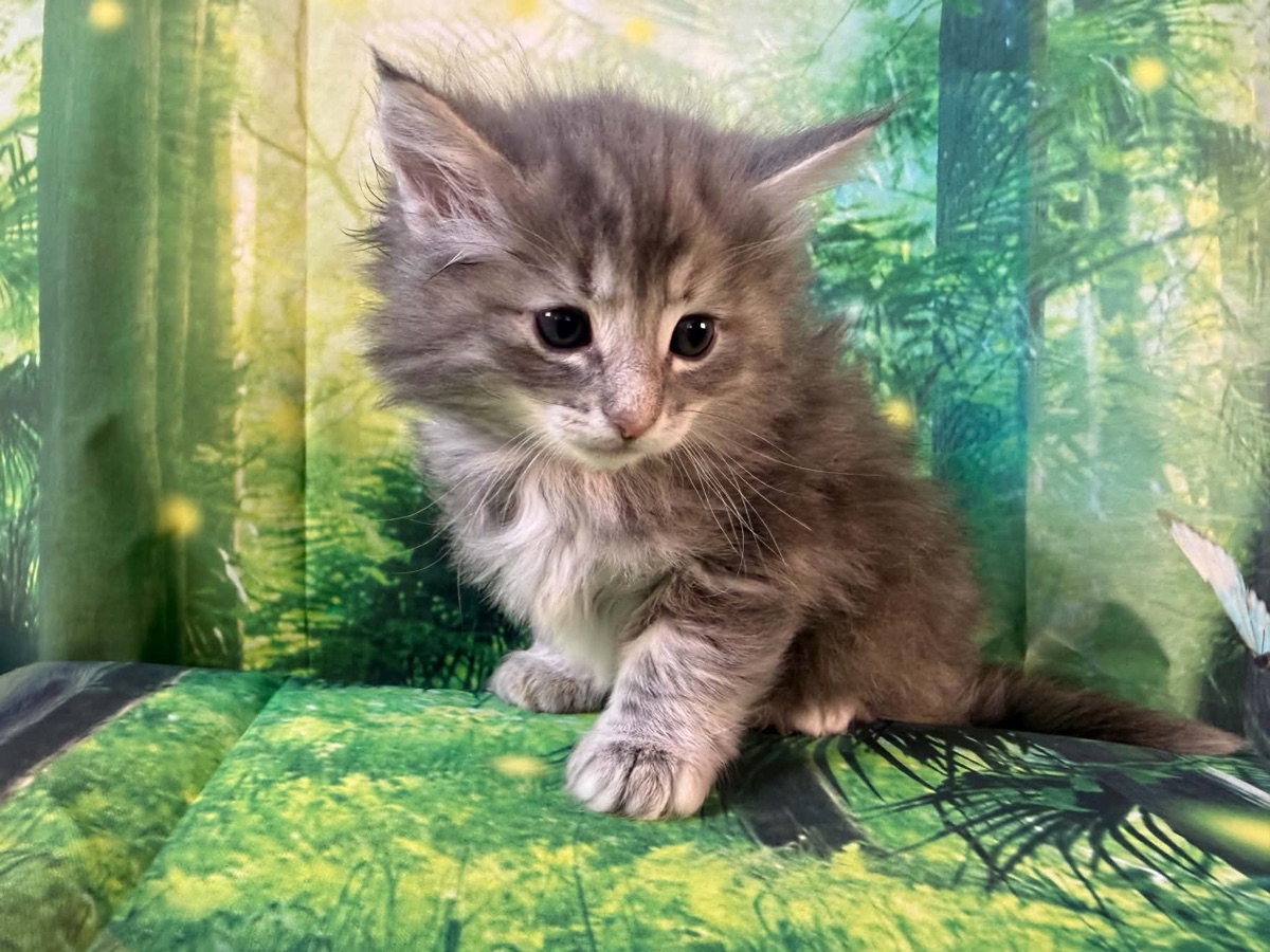 Kitten 4 · Female — Norwegian Forest kitten at Freya's Felines