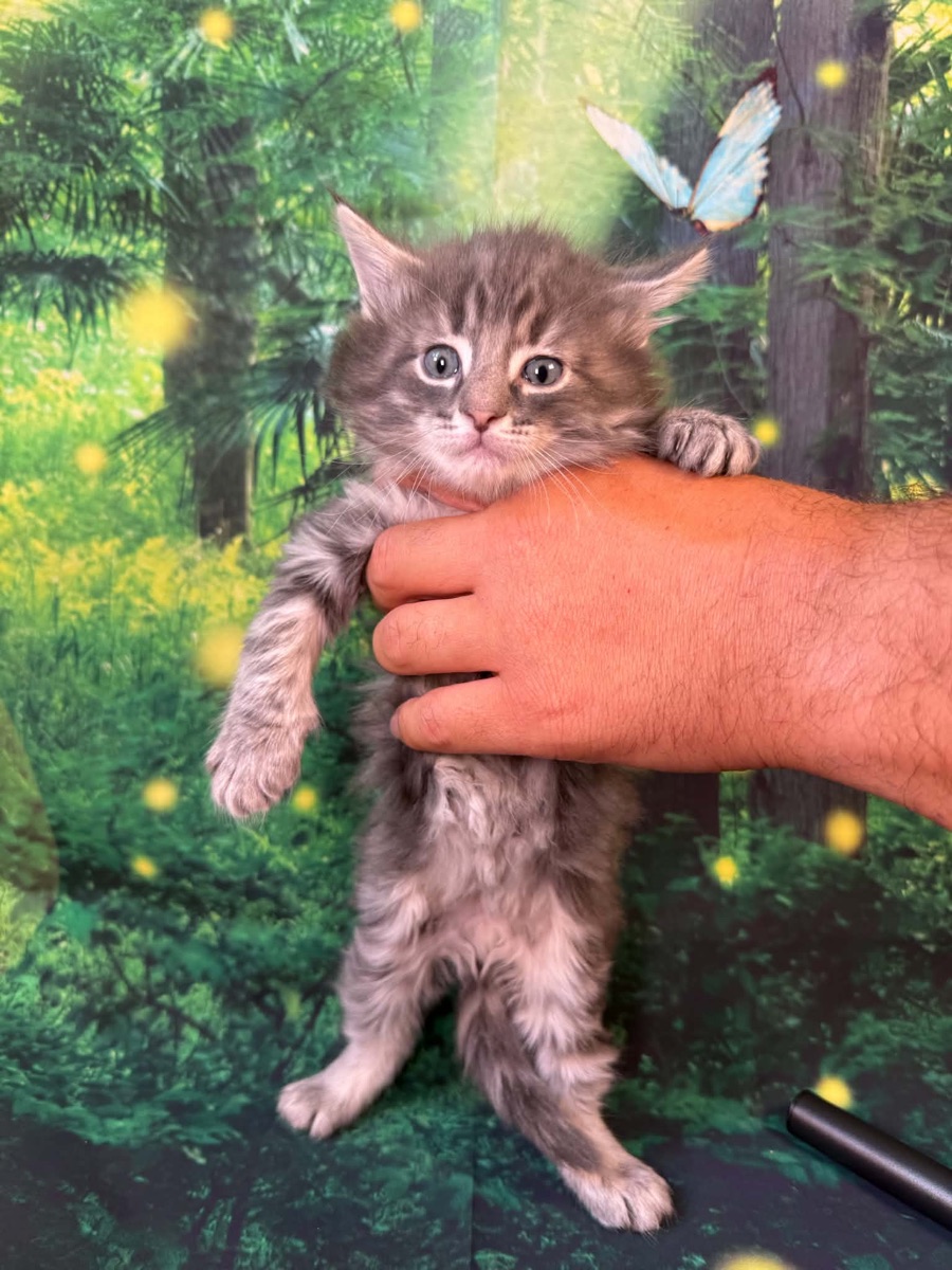 Kitten 5 · Male — Norwegian Forest kitten at Freya's Felines