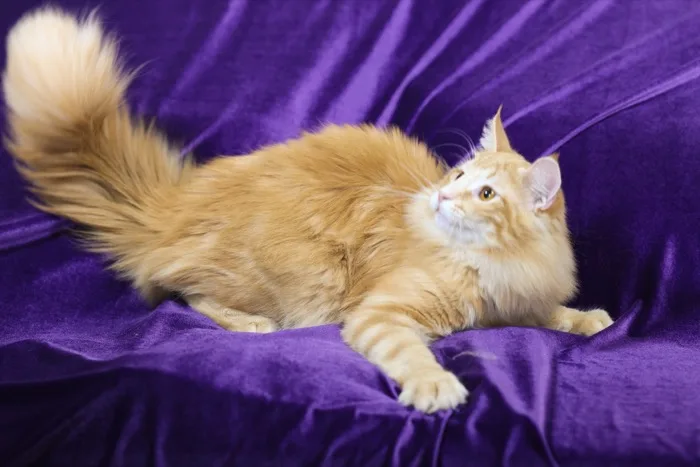 Thor, Norwegian Forest Cat king, looking upward