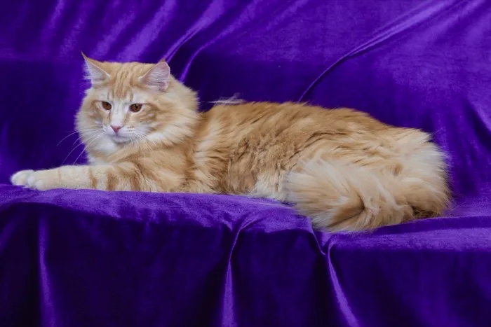 Thor, Norwegian Forest Cat king, resting on purple fabric