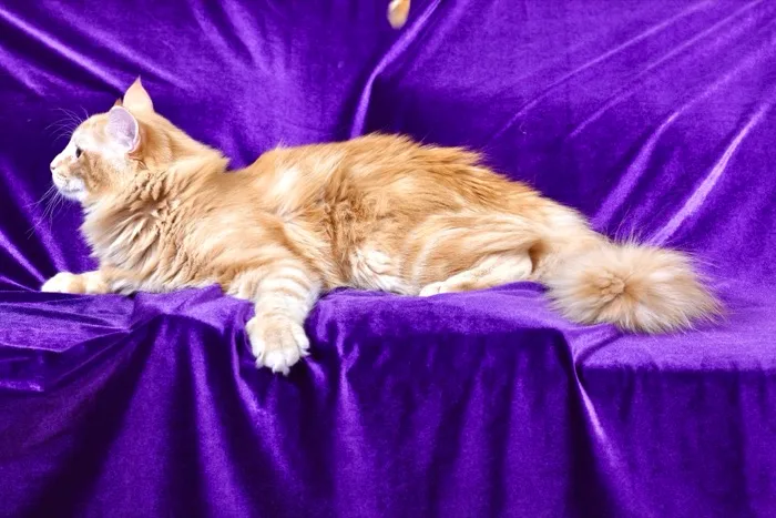 Thor, Norwegian Forest Cat king, side profile